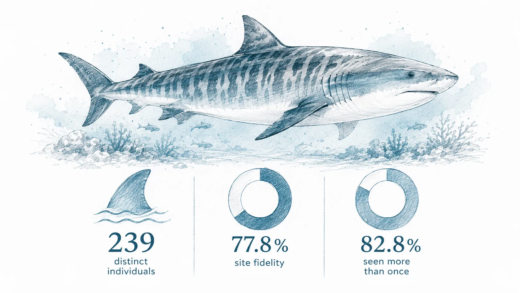 Illustrated tiger shark research summary showing one shark above three headline findings: 239 distinct individuals, 77.8 percent site fidelity, and 82.8 percent seen more than once.
